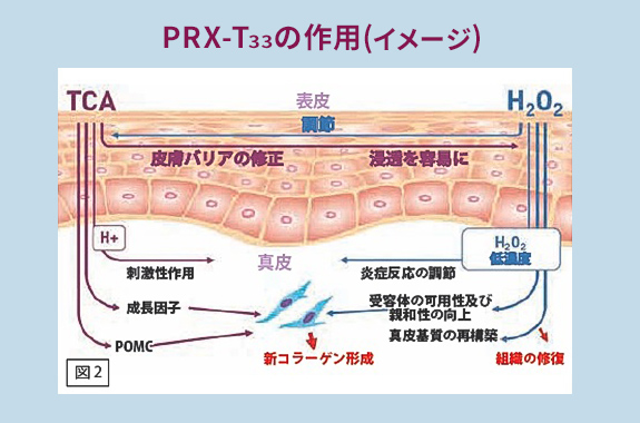 PPX-T33は新コラーゲン生成を促進します。